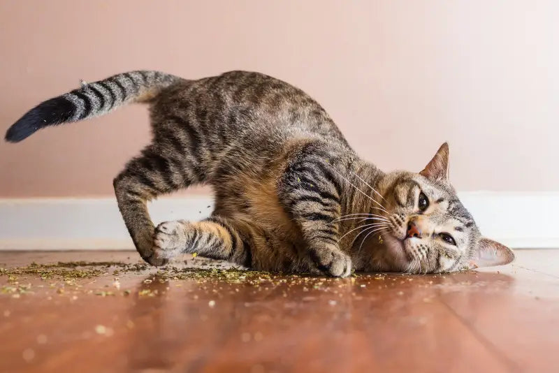 Space Cats Catnip